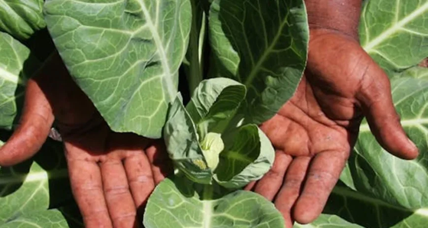 We grow fresh, organic produce using clean methods that protect nature, healthy food.